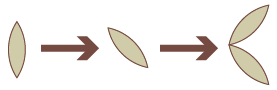 El proceso del minicogollo de hojas en Illustrator.