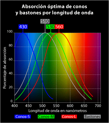 gráfico de absorción óptima de celulas del ojo por lonngitud de onda.