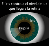 El iris y la pupila controlan el nivel de luz que llega a la retina.