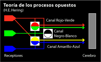 Esquema de la teoría de los procesos opuestos en el ojo humano.