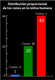 Distribución proporcional de los conos en la retina